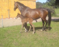 broodmare Cascada (Oldenburg show jumper, 2011, from Cascall)