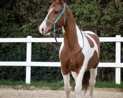 dressage horse Johnny (Pinto, 2013, from Jonny Jumper)