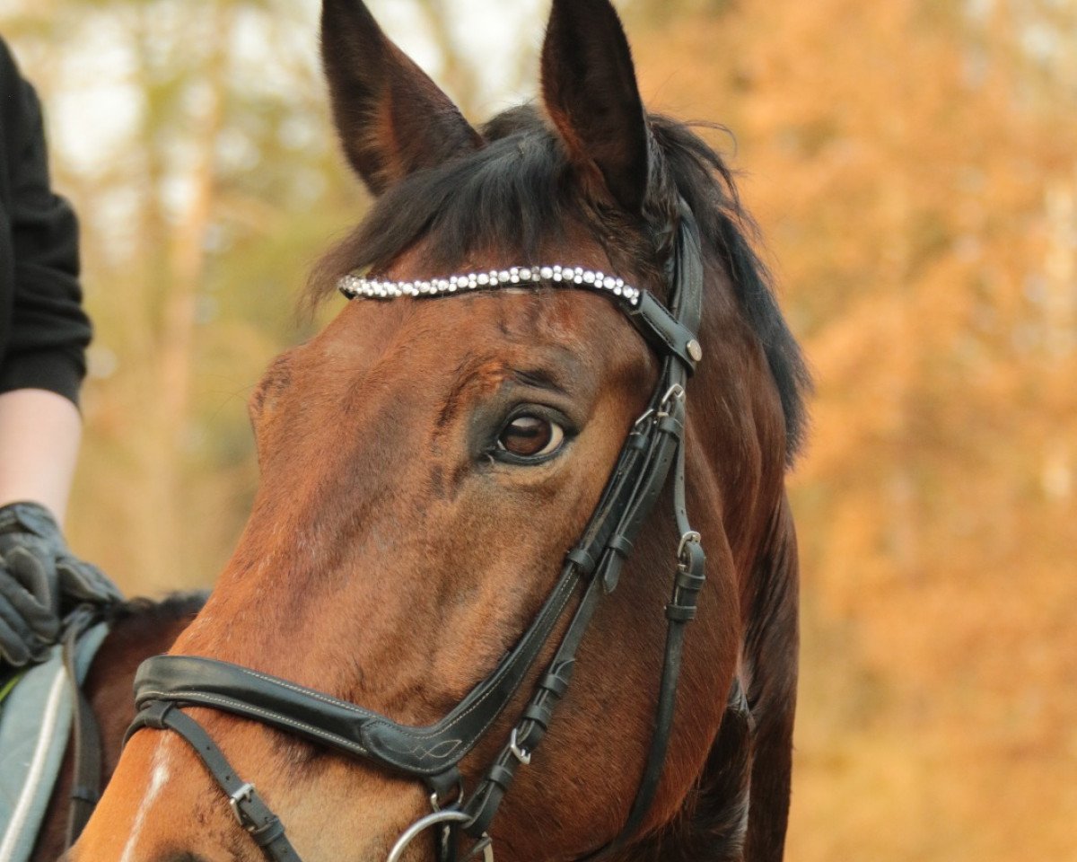 Dressurpferd Remon 4 (Mecklenburger, 2009, von Repertoire 4)