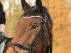 dressage horse Remon 4 (Mecklenburg, 2009, from Repertoire 4)