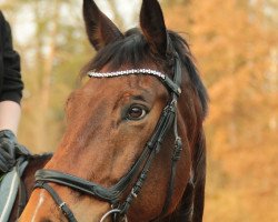 dressage horse Remon 4 (Mecklenburg, 2009, from Repertoire 4)