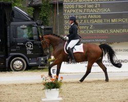 dressage horse Henry Z (Hanoverian, 2010, from Damsey FRH)