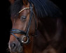 dressage horse Gründleinhofs Glückskeks (German Riding Pony, 2019, from Golden Grey NRW)