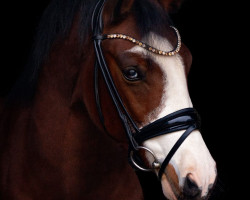 Dressurpferd Champ (Deutsches Reitpony, 2019, von Cosmopolitan NRW)