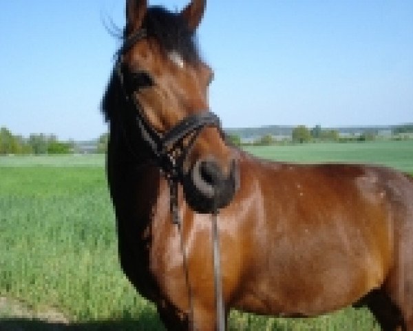 Pferd Kasper (Deutsches Reitpony, 1995, von Kaidan I)