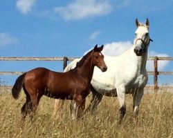 Springpferd Quinn (Holsteiner, 2016, von Quite Easy I)