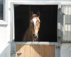 dressage horse Rasputin 386 (Westphalian, 1998, from Rapallo)