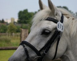 broodmare Mon Zarah GH (German Riding Pony, 1987, from Magareteau Beau Nash GH)