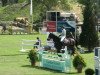 jumper Quintos 4 (German Warmblood, 2002, from Quintero)