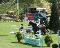 jumper Quintos 4 (German Warmblood, 2002, from Quintero)