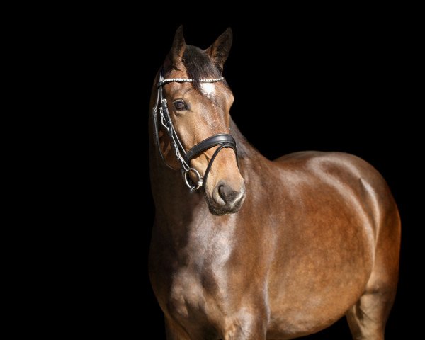 jumper Cornetto's Cash (Zangersheide riding horse, 2018, from Cornetto du Domaine)