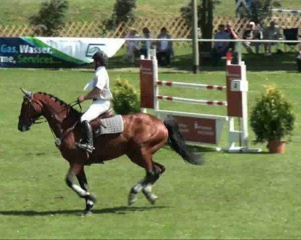 jumper Gandel of Gold (German Sport Horse, 2005, from Caretello B)