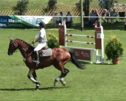 Springpferd Gandel of Gold (Deutsches Sportpferd, 2005, von Caretello B)