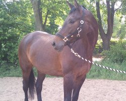 horse Piena (Trakehner, 1997)