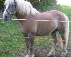 horse Carinus II (Haflinger, 1997, from Carinus (25% ox))