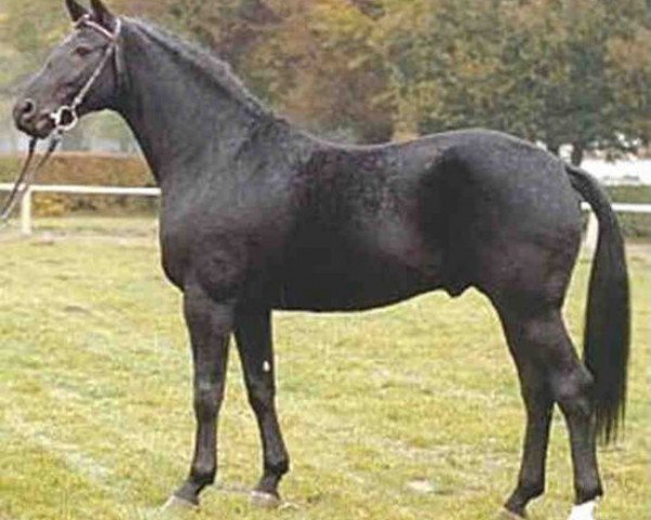 stallion Lomber (Hanoverian, 1988, from Lanthan)