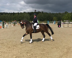 dressage horse Lockolito F.M (Westphalian, 2011, from Leonardo F.M.)