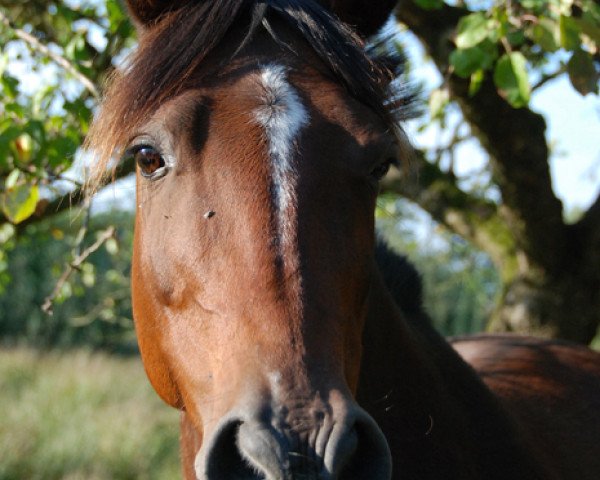 jumper Caretina (German Riding Pony, 1997, from Top Dominus)