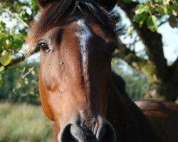 Springpferd Caretina (Deutsches Reitpony, 1997, von Top Dominus)