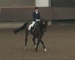 dressage horse Favorit 179 (Westphalian, 2002, from Fidermark)