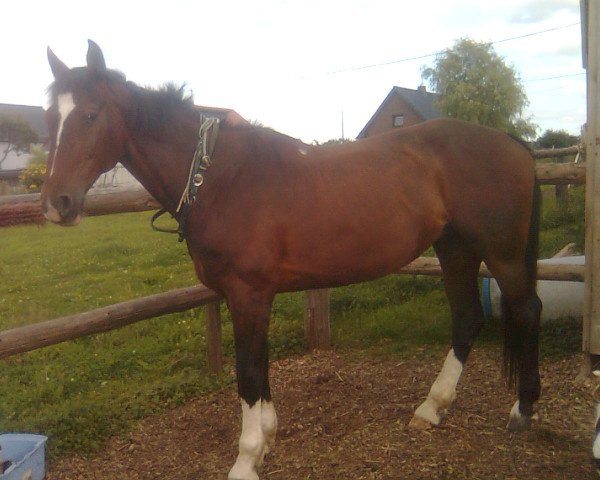 broodmare Hymnia 2 (German Warmblood, 1988, from Husar)