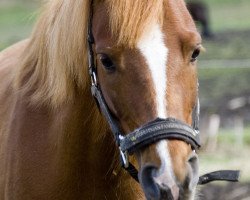 Pferd Ventus (Mecklenburger, 2003, von Visconti)