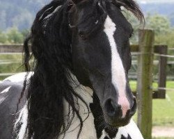 stallion Sir Niko de DKG (Pinto / Hunter, 2002, from Niko II)