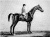 stallion Bajazet xx (Thoroughbred, 1740, from Godolphin Arabian)