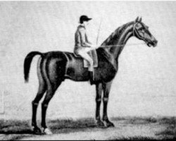 stallion Bajazet xx (Thoroughbred, 1740, from Godolphin Arabian)