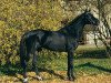 Pferd Heraldik xx (Englisches Vollblut, 1982, von Caramel xx)