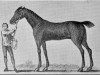 broodmare Brocklesby Betty xx (Thoroughbred, 1711, from Curwen Bay Barb)