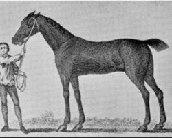 broodmare Brocklesby Betty xx (Thoroughbred, 1711, from Curwen Bay Barb)