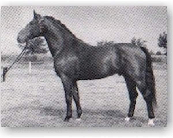 stallion Fax I (Holsteiner, 1954, from Fanatiker 3219)