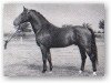 Pferd Fax I (Holsteiner, 1954, von Fanatiker 3219)