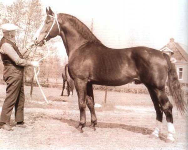 stallion Farn (Holsteiner, 1959, from Fax I)
