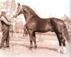 Deckhengst Farn (Holsteiner, 1959, von Fax I)