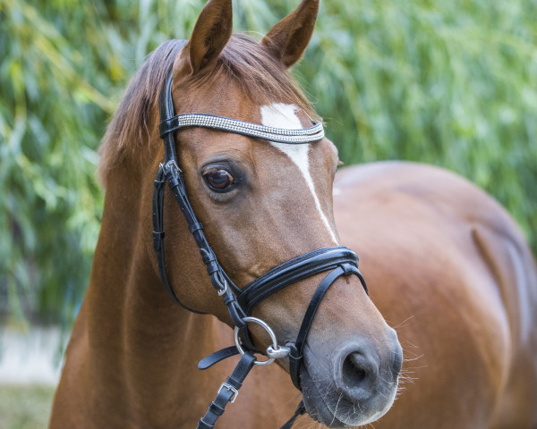 dressage horse Sunflower Foxx (German Riding Pony, 2005, from Zitnas Senator)