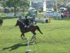 jumper Balou Bernd (German Sport Horse, 2003, from Balou du Rouet)