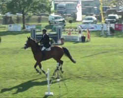 jumper Balou Bernd (German Sport Horse, 2003, from Balou du Rouet)