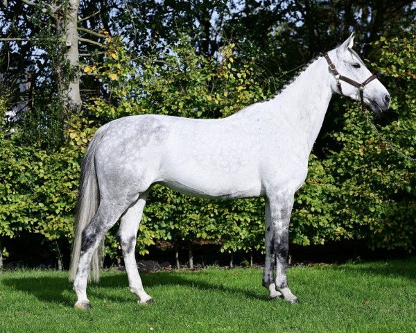 broodmare Cocoona (KWPN (Royal Dutch Sporthorse), 2014, from Caspar (Berlin))