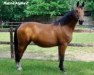 broodmare Ratina Alpha Z (Zangersheide riding horse, 2009, from Ramiro Z)