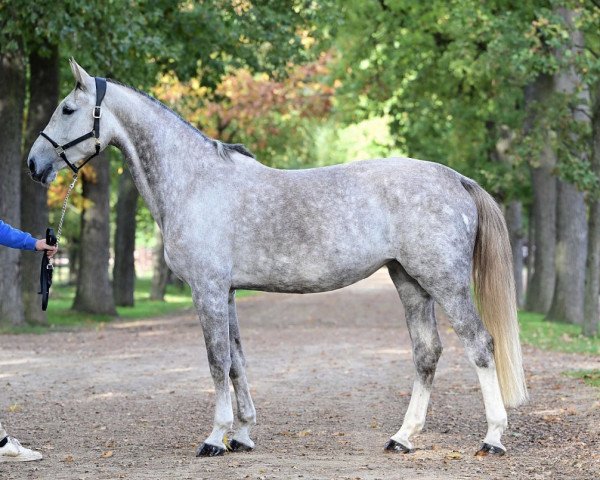 jumper Celina Z (Zangersheide riding horse, 2016, from Cicero Z van Paemel)