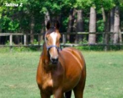 broodmare Taltina Z (Zangersheide riding horse, 2012, from Taloubet Z)