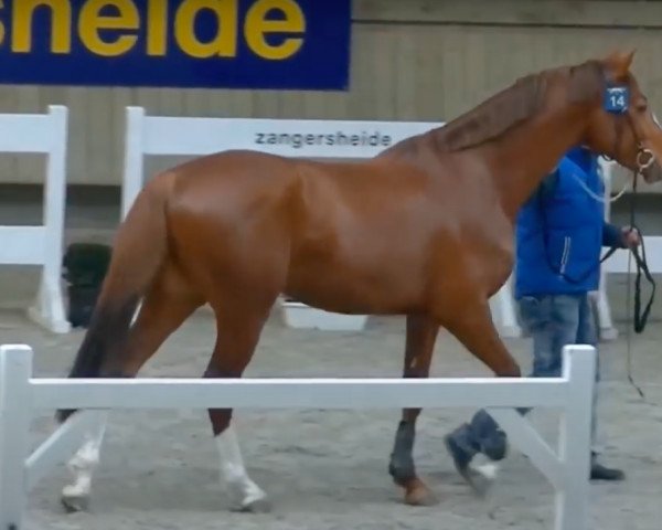 stallion Crackchou de Queen Z (Zangersheide riding horse, 2015, from Chellano Alpha Z)