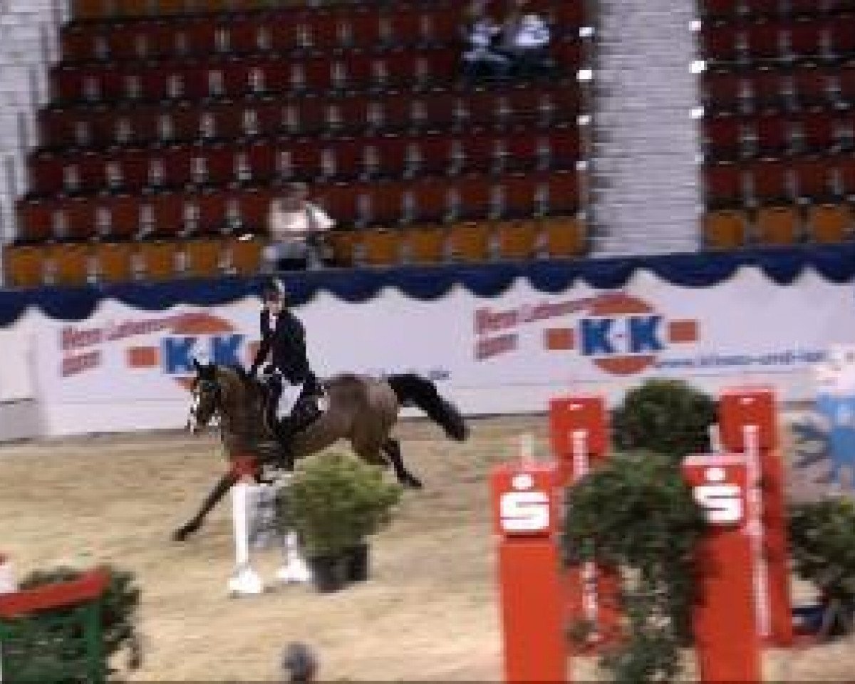 broodmare Future (Hanoverian, 2003, from Fly High)