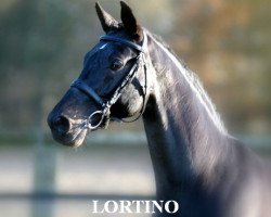 stallion Lortino (Holsteiner, 1992, from Lord)