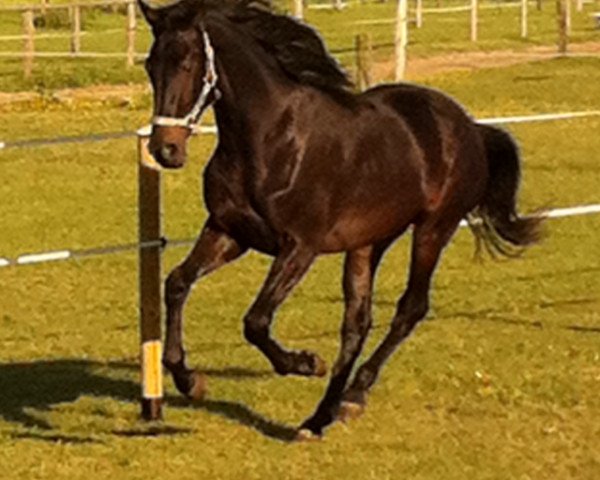 Springpferd Lennox (Haflinger, 2009, von Lortino)