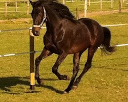 Springpferd Lennox (Haflinger, 2009, von Lortino)