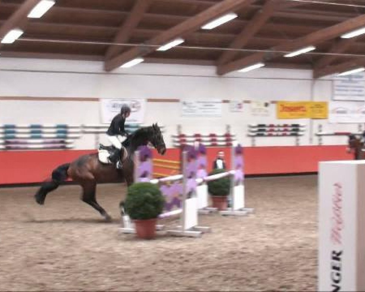 jumper Caldero 5 (Holsteiner, 1995, from Calido I)