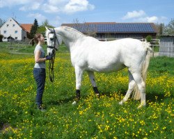 horse Akira (Trakehner, 1990, from Monrad 1974 ox)